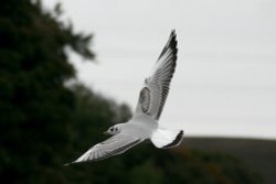 Black Headed Gull Wallpaper