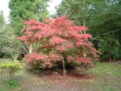 Westonbirt Wallpaper