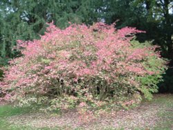 Westonbirt Wallpaper