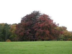 Westonbirt Wallpaper