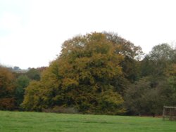 Westonbirt Wallpaper