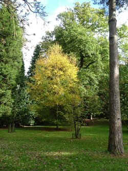 Westonbirt
