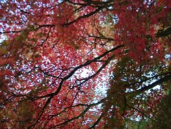 Westonbirt Wallpaper