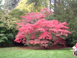 Westonbirt Wallpaper