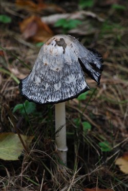 Fairy house!