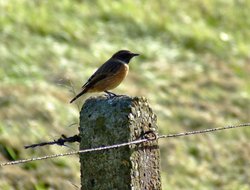 Male stonechat......saxicola torquata Wallpaper