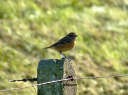 Female stonechat......saxicola torquata Wallpaper