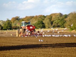 Tractor being followed by seagulls Wallpaper