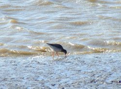 Redshank....tringa totanus