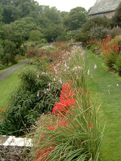Dierama's