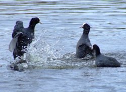 Who are you calling a silly old coot? Wallpaper