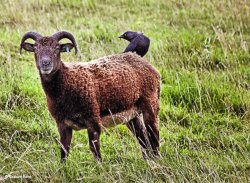 Shillingstone in Dorset