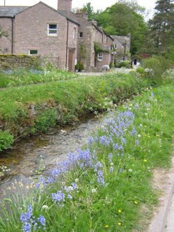 Bluebell time
