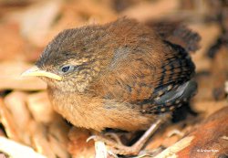 Shillingstone in Dorset Wallpaper
