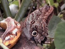 The Owl Butterfly