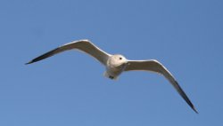 Herring Gull Juvenile. Wallpaper