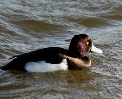 Tuffed Duck. Wallpaper