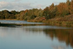Waders Lake at the wetlands Centre Wallpaper