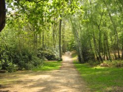 Windsor Great Park Wallpaper