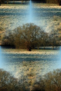 Meadow willow