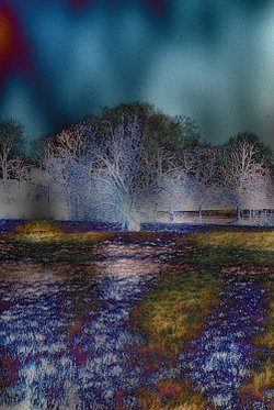 Meadow willow