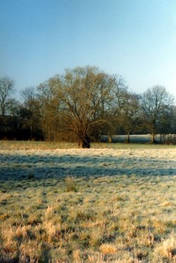 Meadow willow original
