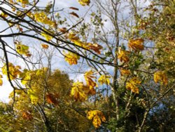 Autumn leaves on a bridleway, near Croughton, Northants. Wallpaper