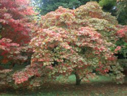 Changing Colours 25.10.08 Wallpaper