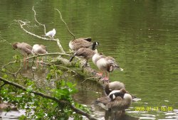 Hartsholme Country Park Wallpaper