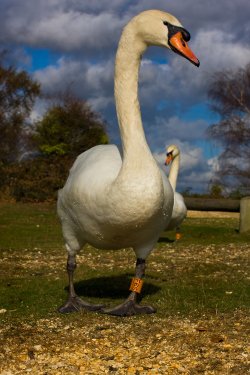 Swans at Hatchet Moor, New Forest