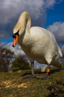 Swan at Hatchet Moor, New Forest
