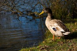 Mallard duck at Hatchet Moor, New Forest