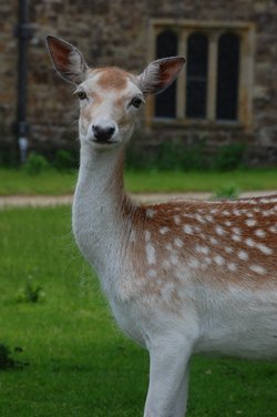 Deer at Knole park