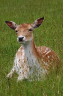 Deer at Knole park