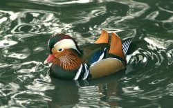 Mandarin Duck Wallpaper
