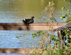 A relaxed moorhen....gallinula chlorupus Wallpaper