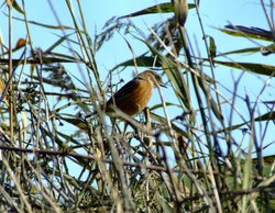 The stonechat revisited Wallpaper