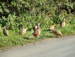 Pheasants....phasianus calchicus Wallpaper