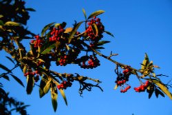 Autumn Berries Wallpaper