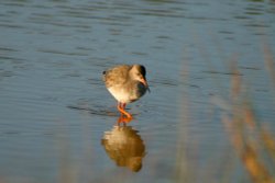 Red Shank Wallpaper