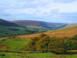 Bowland Forest Wallpaper