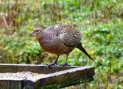 Hen pheasant....phasianus colchicus Wallpaper