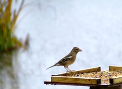 Female chaffinch....fringilla coelebs