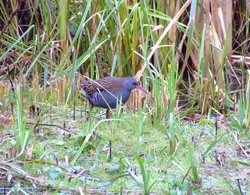 Water rail....rallus aquaticus