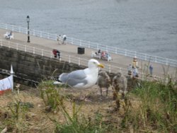 Captain Cook's friend and family