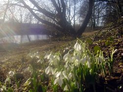 Snowdrops