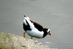 A 'Sue's Pied Moorhen'. Wallpaper
