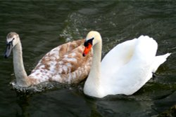 Mute Swans Wallpaper
