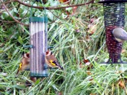Goldfinches for Ray