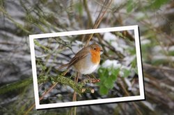 Robin in the Garden